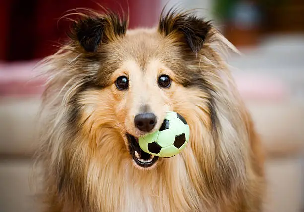 Brown sheltie playing with green ball toy