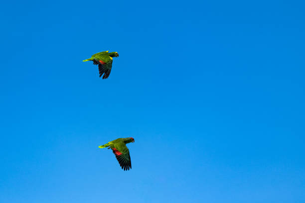 Yellow-crowned  and red-crowned Amazons Yellow-crowned  and red-crowned Amazons, two parrots flying in blue sky yellow crowned amazon (amazona ochrocephala) stock pictures, royalty-free photos & images