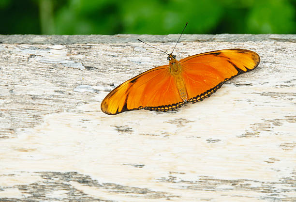 A beautiful butterfly known as Julia (Dryas iulia), from Costa Rica.