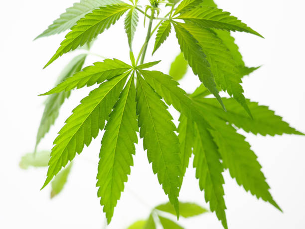 istock cannabis leaves.marijuana hemp weed 1404484055