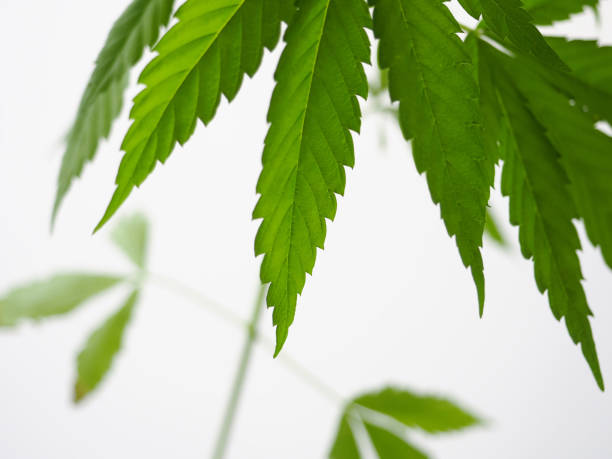 istock cannabis leaves.marijuana hemp weed 1404484058