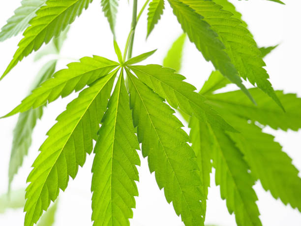 istock cannabis leaves.marijuana hemp weed 1404484063
