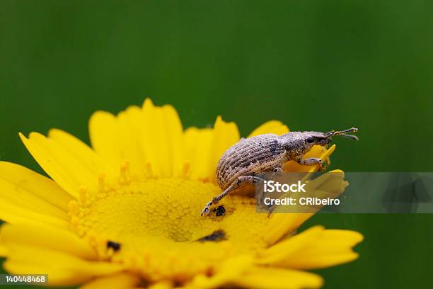 Saltar - Fotografias de stock e mais imagens de Acima - Acima, Amarelo, Argyranthemum