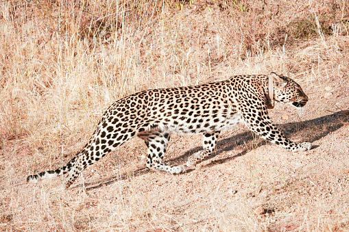 Female African leopard (Panthera pardus pardus) with a tracking collar in the Omboroko Mountains in the Otjozondjupa region.