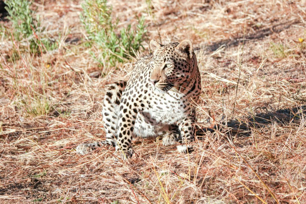 The leopard tiger is rest in rock garden