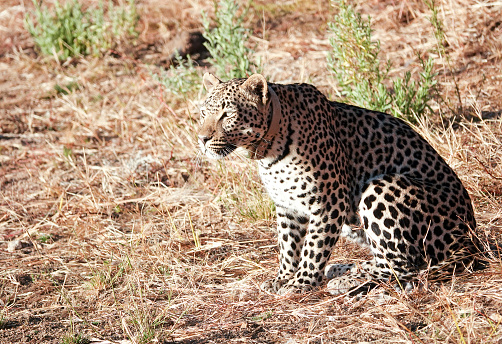 Female African leopard (Panthera pardus pardus) with a tracking collar in the Omboroko Mountains in the Otjozondjupa region.