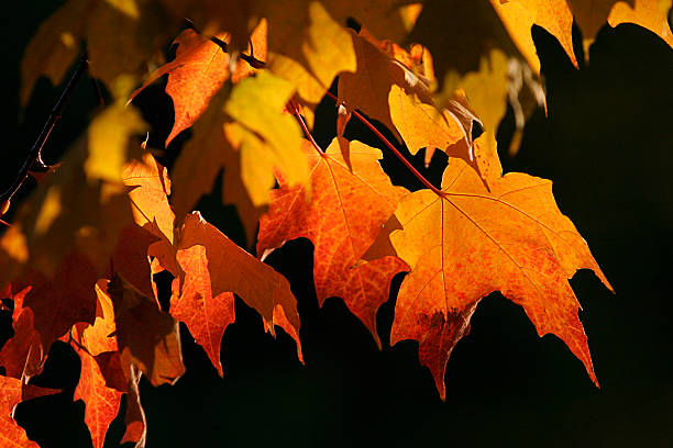 Foglie d'autunno - foto stock