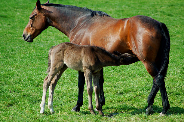 Mare and foal Mare sAugt Foals beines stock pictures, royalty-free photos & images