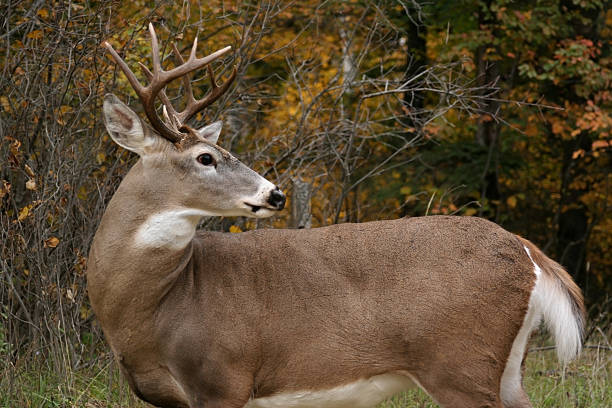 White tailed deer turning its head behind it a white tail deer buck standing sideways and looking backwards white tailed stock pictures, royalty-free photos & images