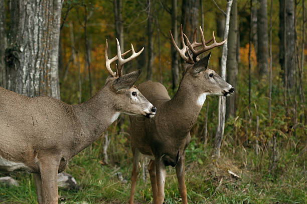 two white tail deer bucks two white tail deer resting after a battle for leadership white tailed stock pictures, royalty-free photos & images