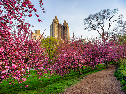 The cherry blossoms are in bloom in Central Park.  There is a sea of pink and red.  A great spring display of scenery