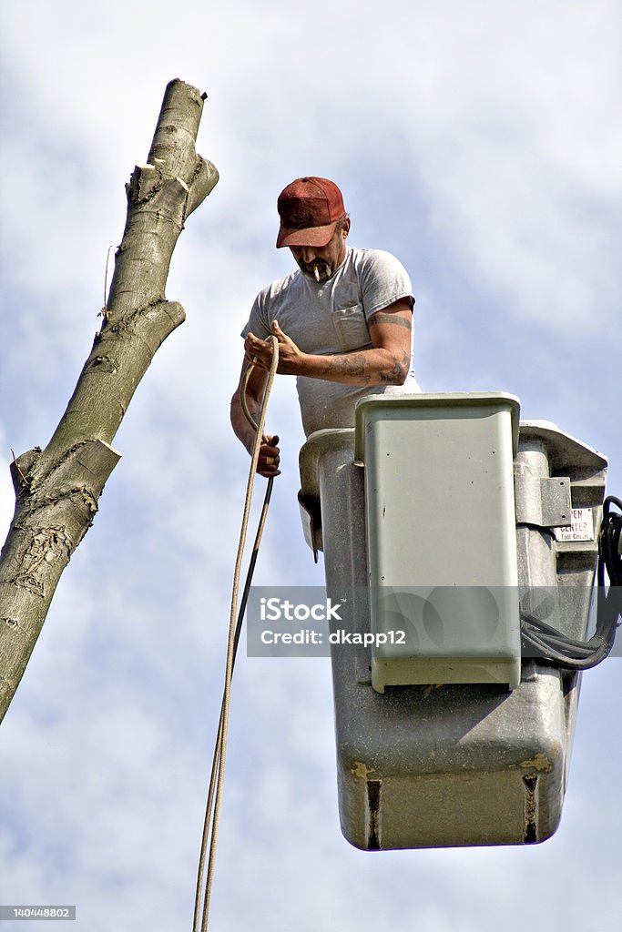 Árbol de trabajo - Foto de stock de Adulto libre de derechos