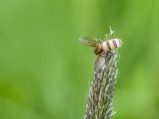 istock Fly killed by parasitic fungus, Entomophthora muscae. 1404488097