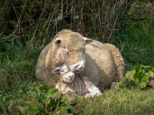 una oveja de raza dorset y su cordero recién nacido, acurrucados juntos por un seto. - livestock rural scene newborn animal ewe fotografías e imágenes de stock