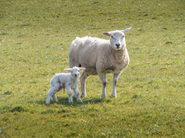 easycare는 ewe와 그녀의 갓 태어난 어린 양을 번식시킵니다. - livestock rural scene newborn animal ewe 뉴스 사진 이미지