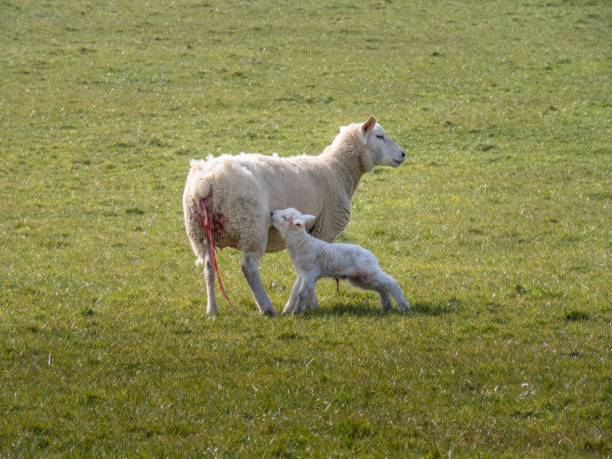 easycare는 첫 번째 식사를 찾는 ewe와 그녀의 신생아 어린 양을 번식시킵니다. - livestock rural scene newborn animal ewe 뉴스 사진 이미지