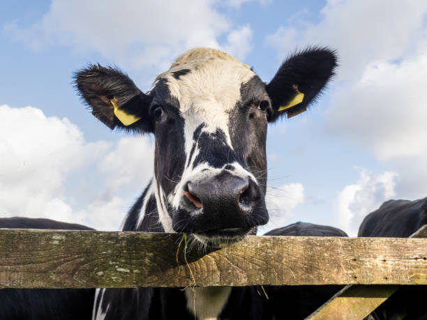 istock Young Friesian black and white cow, heiffer, looking over gate. 1404488585