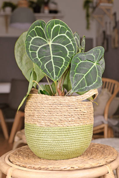 istock Tropical 'Anthurium Clarinervium' houseplant 1404488853