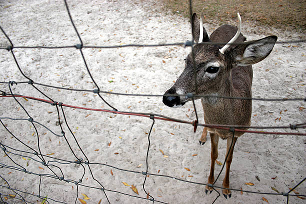 Doe ein deer – Foto