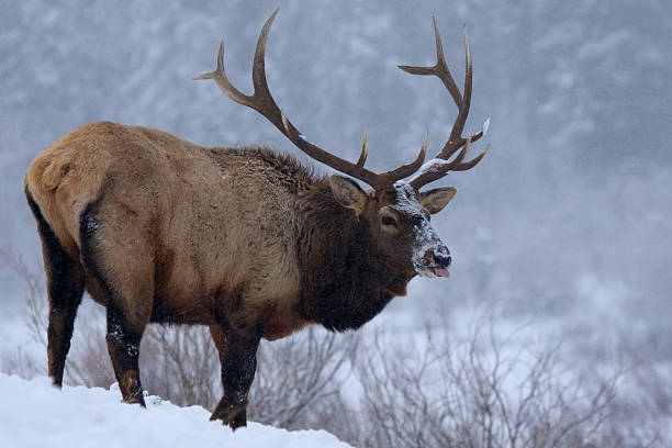 istock Rocky Mountain Elk In Heavy Snowfall 140448912