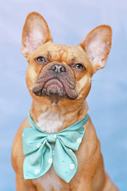 istock Red French Bulldog dog 1404489393