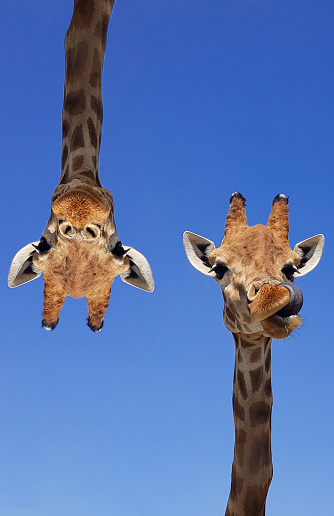 Two giraffes with blue sky as background color. Giraffe, head and face against a blue sky without clouds with copy space. Giraffa camelopardalis. Funny giraffe portrait. Vertical photography