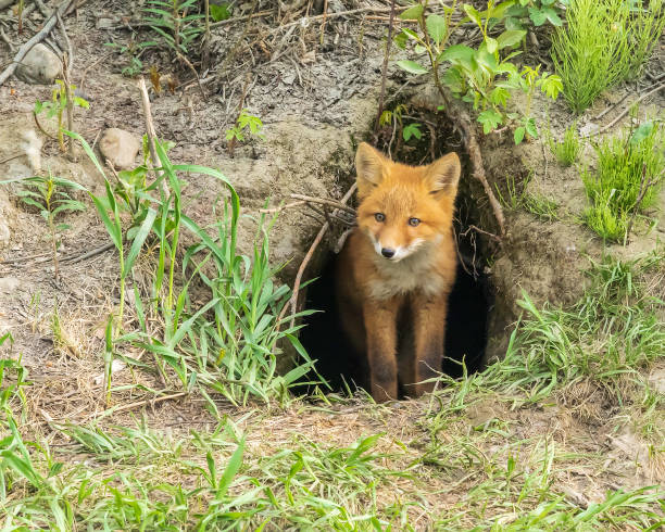 istock Red Fox Kit by the Den in Alaska 1404490623