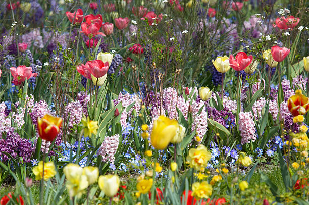 istock colorful flower garden 140449070