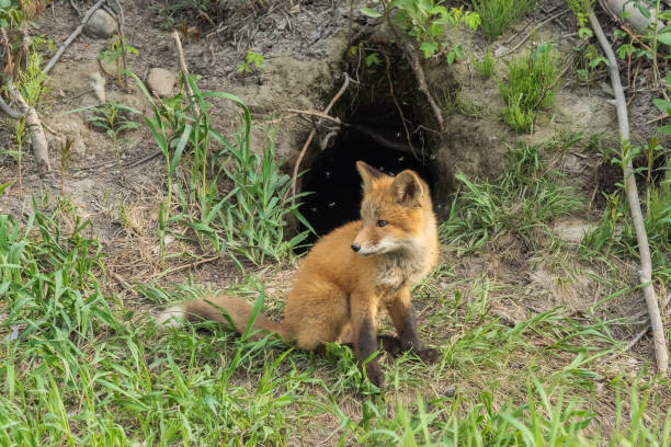 istock Red Fox Kit by the Den in Alaska 1404490763