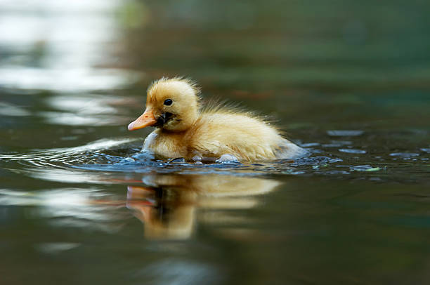 istock close-up of a cute duckling 140449081