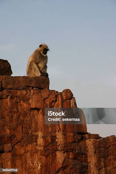 Affengott Langur Auf Tempel Und Ruinen Stockfoto und mehr Bilder von Affe - Affe, Alt, Architektur