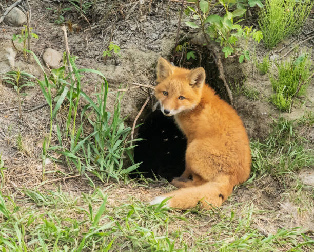 istock Red Fox Kit Suffering Relentless Mosquitos in Alaska 1404491552
