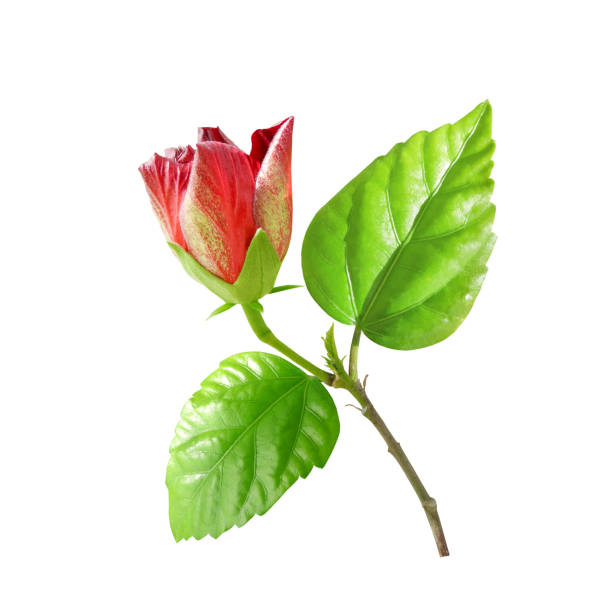 istock Hibiscus  unopened flower isolated on white 1404491564