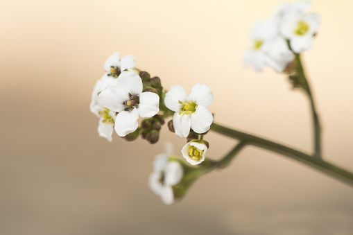 Crambe hispanica Hispanic crambe small and beautiful white flower with a waxy appearance with yellowish green stamens on a reddish natural background flash lighting