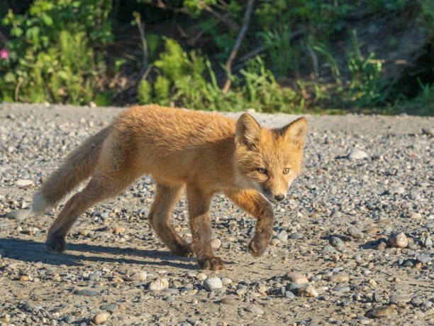 The red fox is the largest of the true foxes and one of the most widely distributed members of the order Carnivora, being present across the entire Northern Hemisphere including most of North America, Europe and Asia, plus parts of North Africa. It is listed as least concern by the IUCN.
