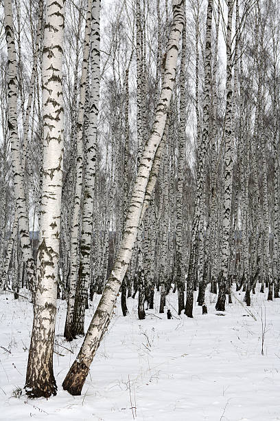 istock Birch wood in winter Russia 140449246