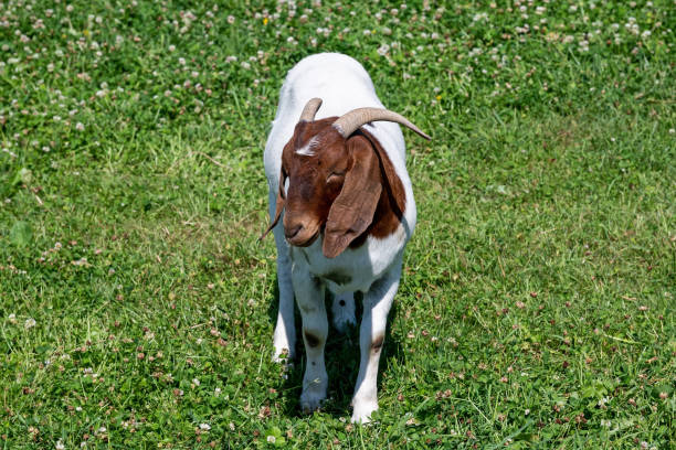 istock Boer goat in a pasture. 1404493700