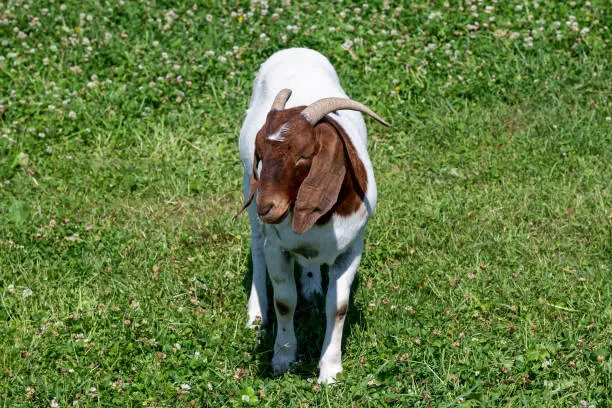 Boer goat in a pasture. This breed of goat that was developed in South Africa in the early 1900s for meat production. Their name is derived from the Afrikaans (Dutch) word boer, meaning farmer.