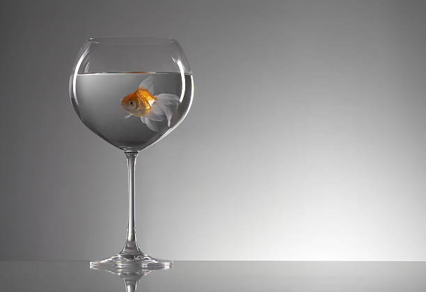 istock goldfish in wineglass 140449371