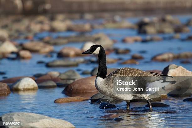 Canadian Goose Stock Photo - Download Image Now - Animal, Bird, Canada Goose