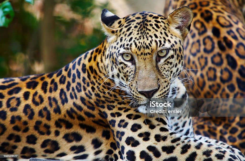 Com estampa de leopardo - Foto de stock de Animal royalty-free