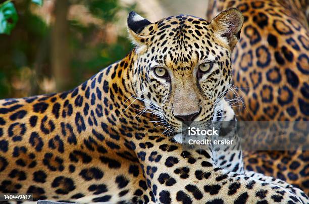 Леопард — стоковые фотографии и другие картинки Без людей - Без людей, Волосы животного, Горизонтальный