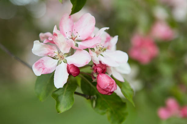 istock Closeup apple tree branch with rose flowers, blur background. 1404494347