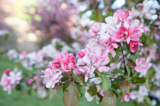 istock Closeup apple tree branch with rose flowers, blur background. 1404494354