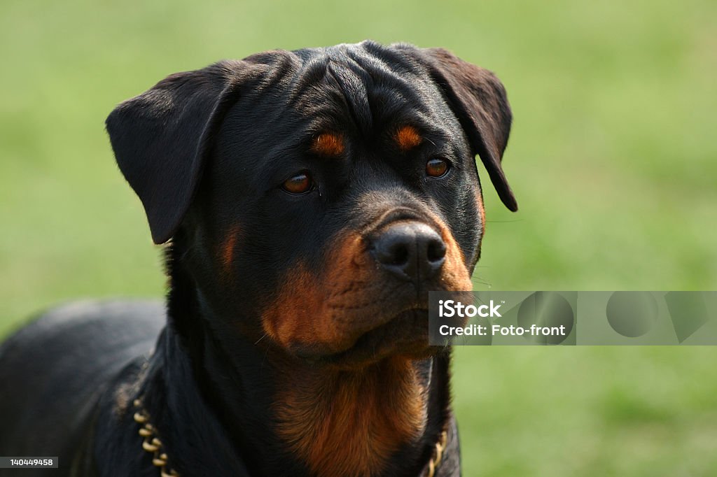 Rottweiler - Foto stock royalty-free di Ambientazione esterna