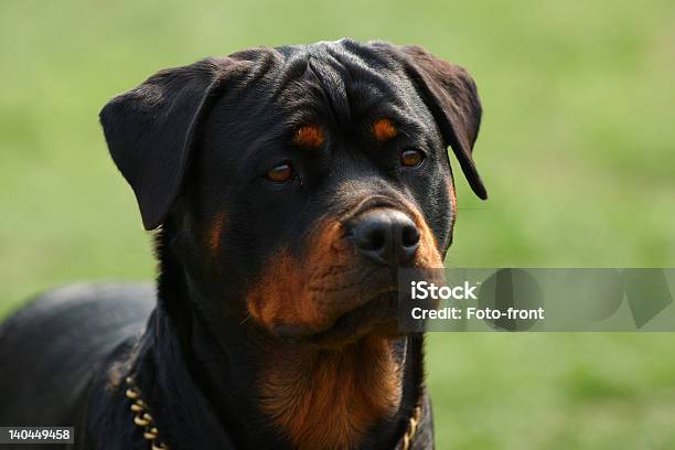 Rottweiler - Fotografie stock e altre immagini di Ambientazione esterna - Ambientazione esterna, Animale, Animale da compagnia