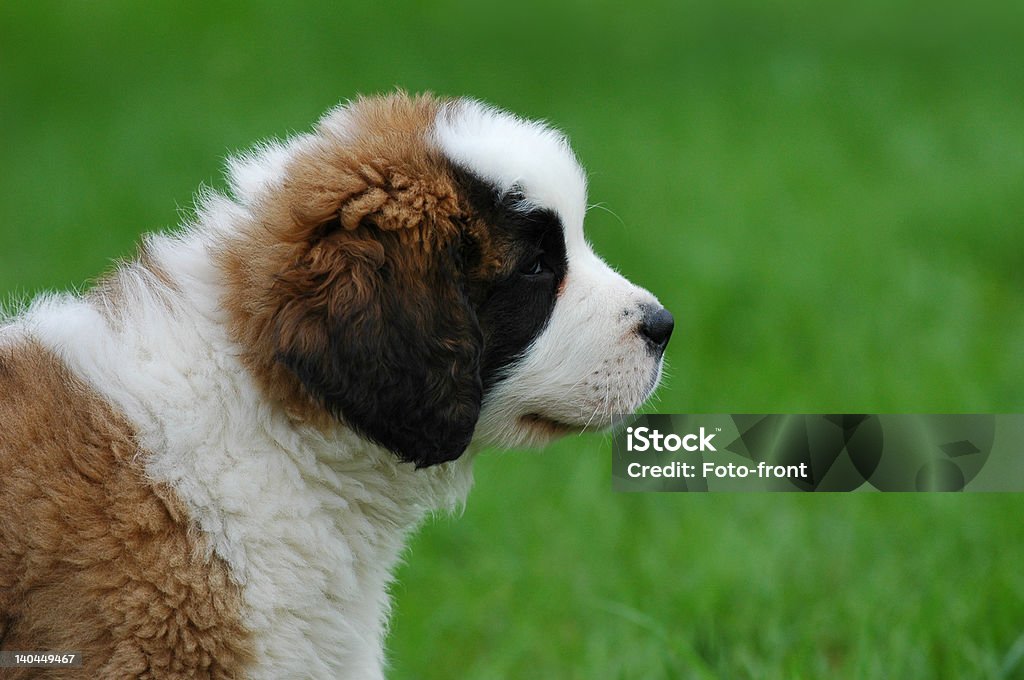 Piccolo cane St.Bernard s - Foto stock royalty-free di Animale