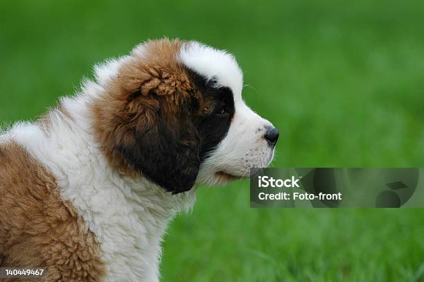 Piccolo Cane Stbernard S - Fotografie stock e altre immagini di Animale - Animale, Bellezza, Bianco