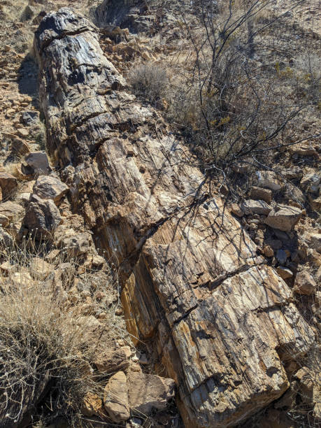 árbol fosilizado o tronco de madera petrificada en el parque estatal valley of fire cerca de moapa nevada - moapa valley fotografías e imágenes de stock