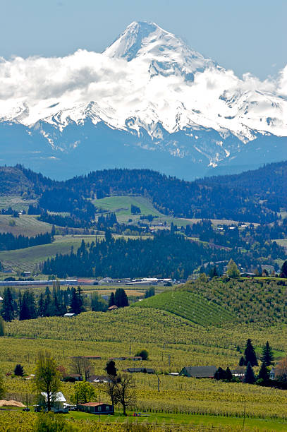 Farm Country in Oregon farms and orchards beside Mt Hood in Oregon oregon barn farm mt hood stock pictures, royalty-free photos & images
